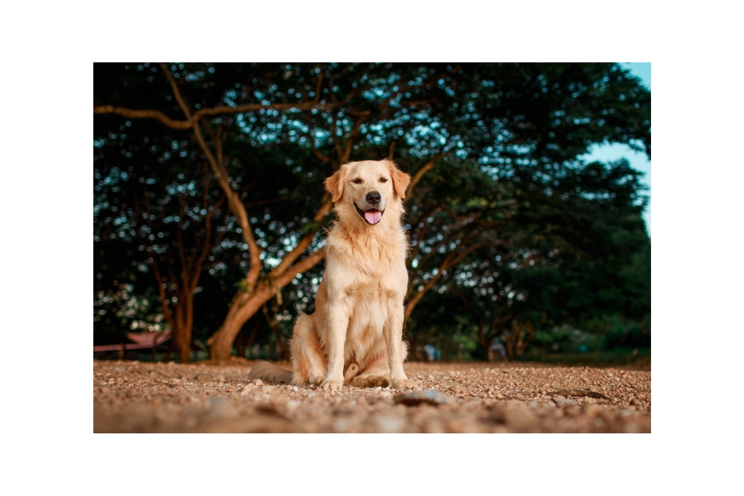 Golden Retrievers