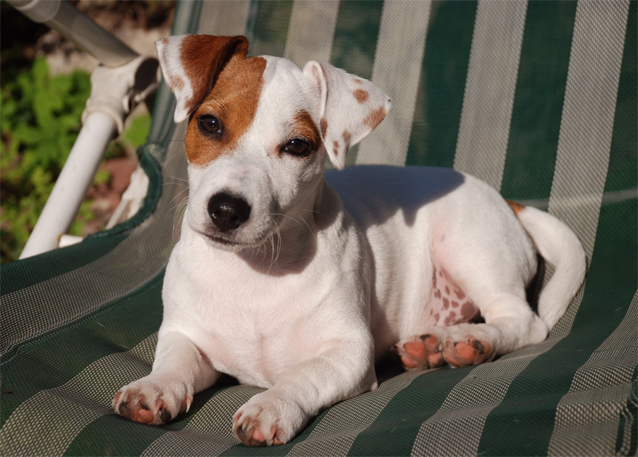 Top 10 the Jack Russell Terrier's Astonishing Realities