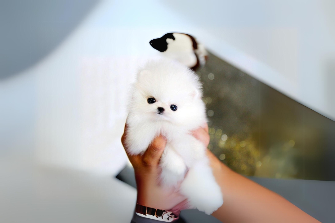 Top 6 Pomeranian's life Powerful Tips and tricks for Rising  Happy and Healthy