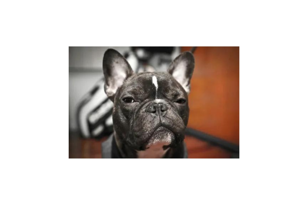 Fantastic 10 French Bulldog's life tips tricks and hacks