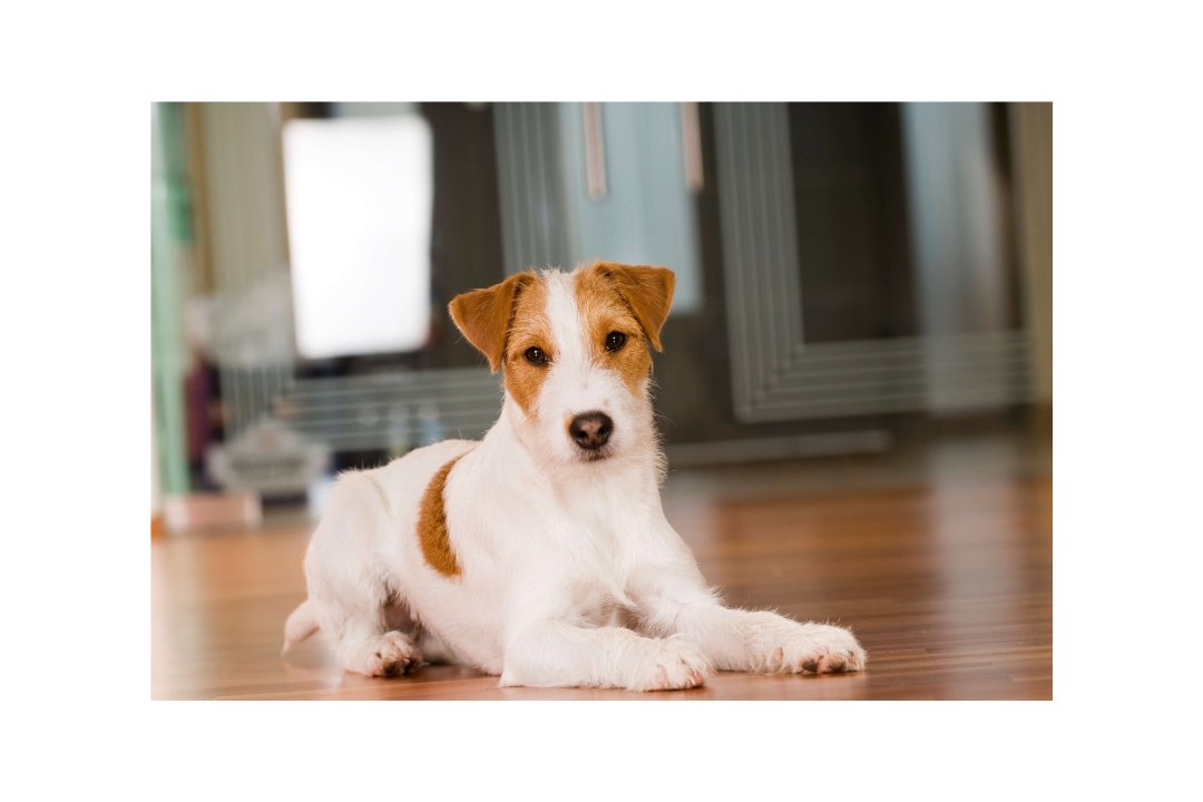 Top 10 the Jack Russell Terrier's Astonishing Realities