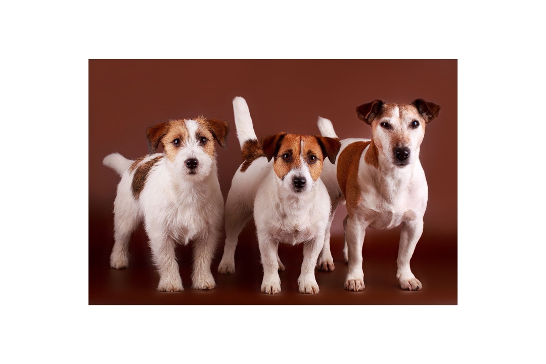 Top 10 the Jack Russell Terrier's Astonishing Realities