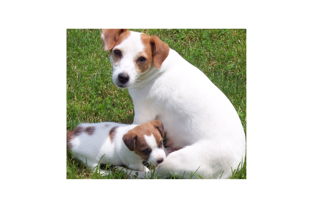 Top 10 the Jack Russell Terrier's Astonishing Realities