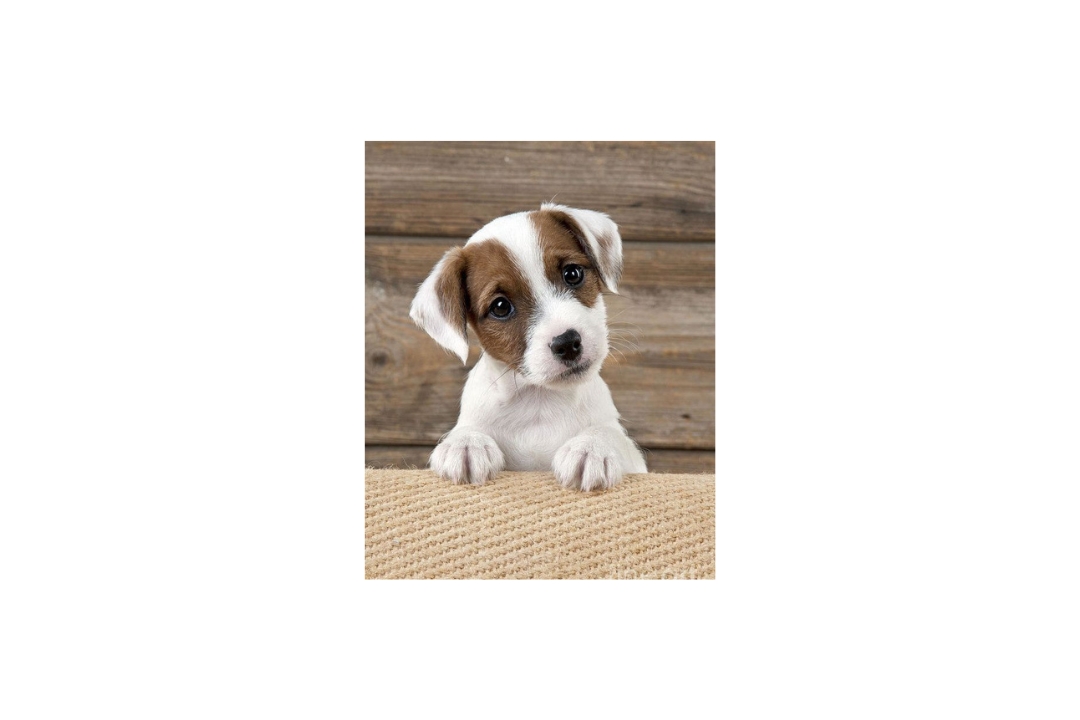 Top 10 the Jack Russell Terrier's Astonishing Realities