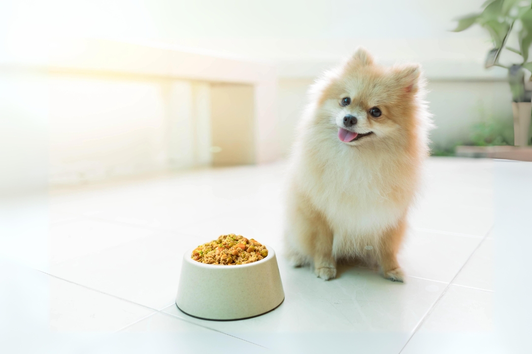 Top 6 Pomeranian's life Powerful Tips and tricks for Rising  Happy and Healthy