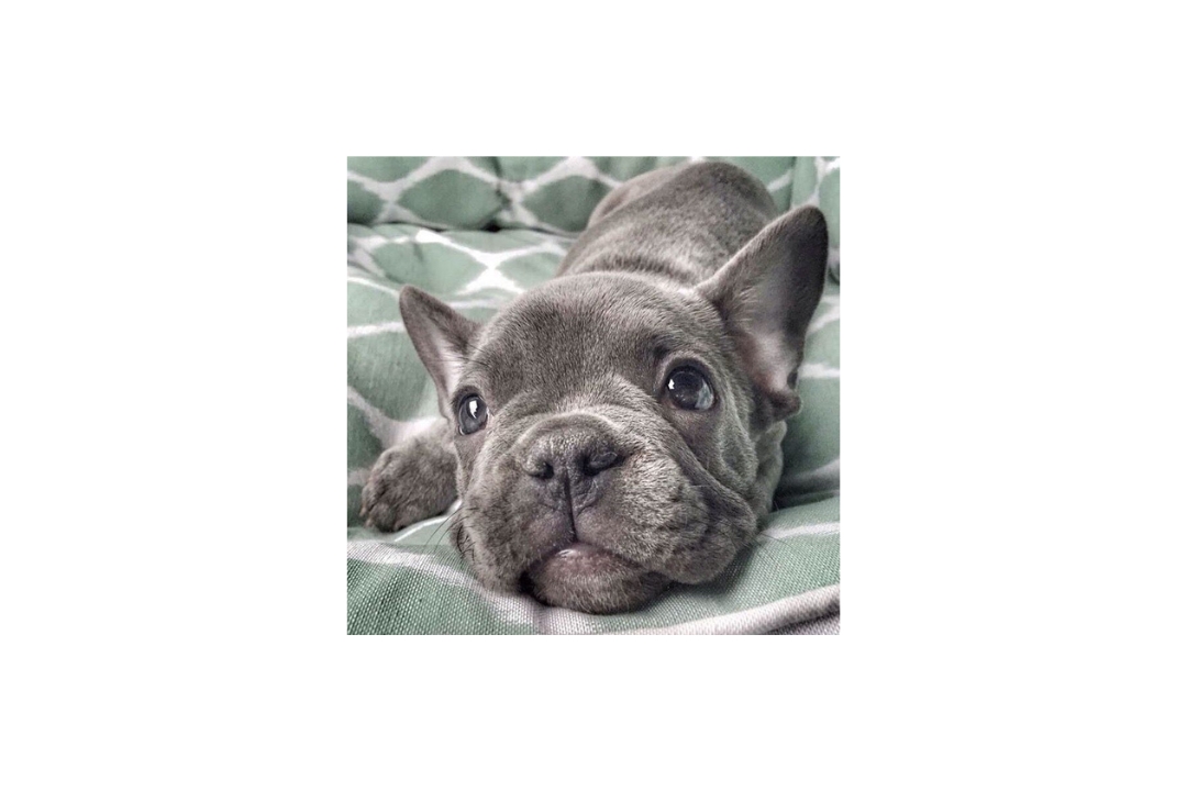 Fantastic 10 French Bulldog's life tips tricks and hacks