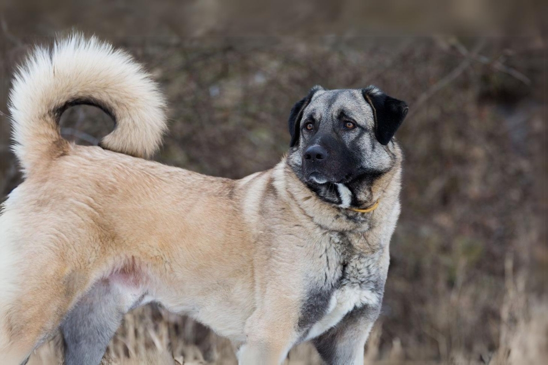 10 Amazing Anatolian Shepherd Dog's life Facts That will Surprise you