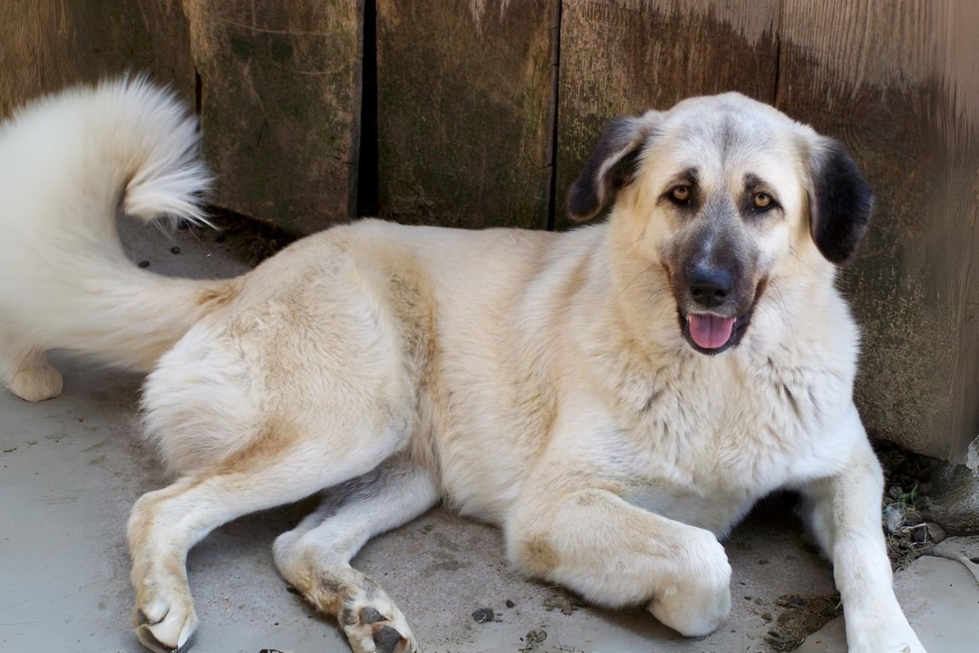 10 Amazing Anatolian Shepherd Dog's life Facts That will Surprise you