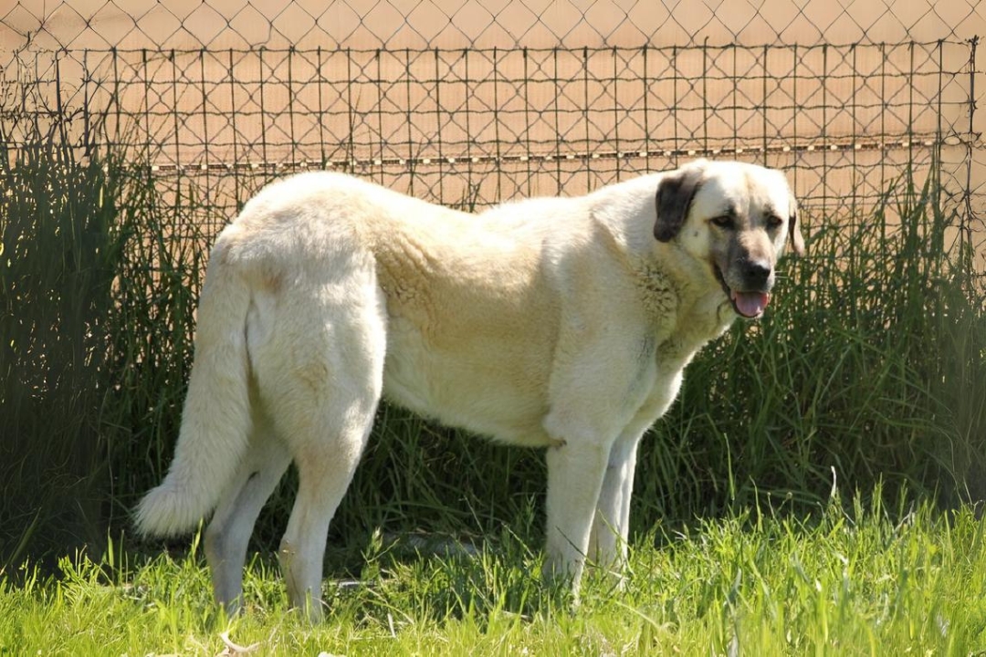 10 Amazing Anatolian Shepherd Dog's life Facts That will Surprise you