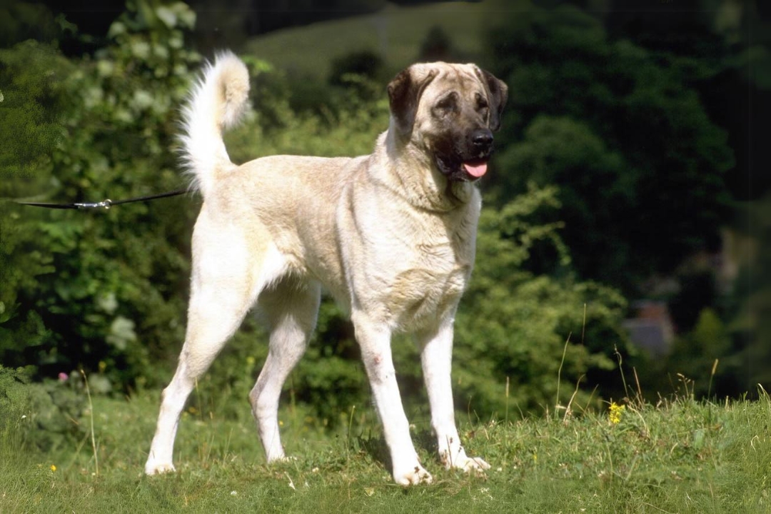 10 Amazing Anatolian Shepherd Dog's life Facts That will Surprise you