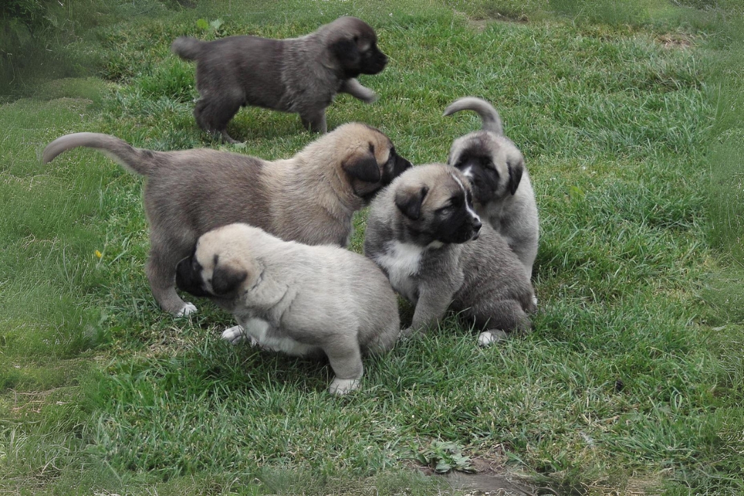 10 Amazing Anatolian Shepherd Dog's life Facts That will Surprise you