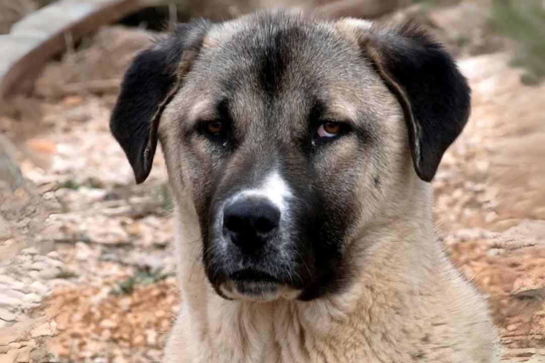 10 Amazing Anatolian Shepherd Dog's life Facts That will Surprise you