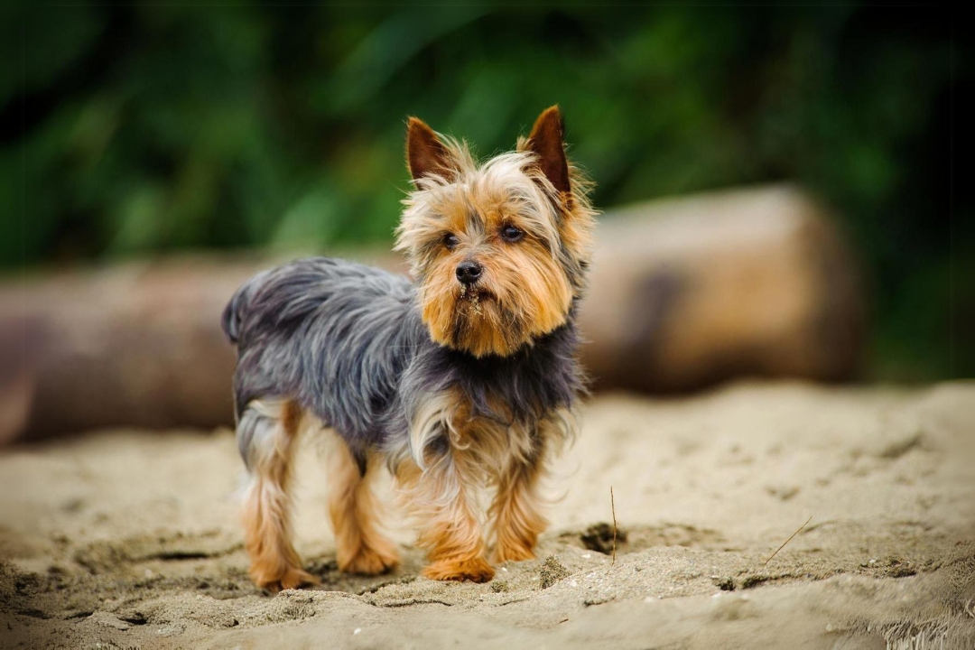 7 Unbelievable Yorkshire Terriers' Traits That Make them Unique