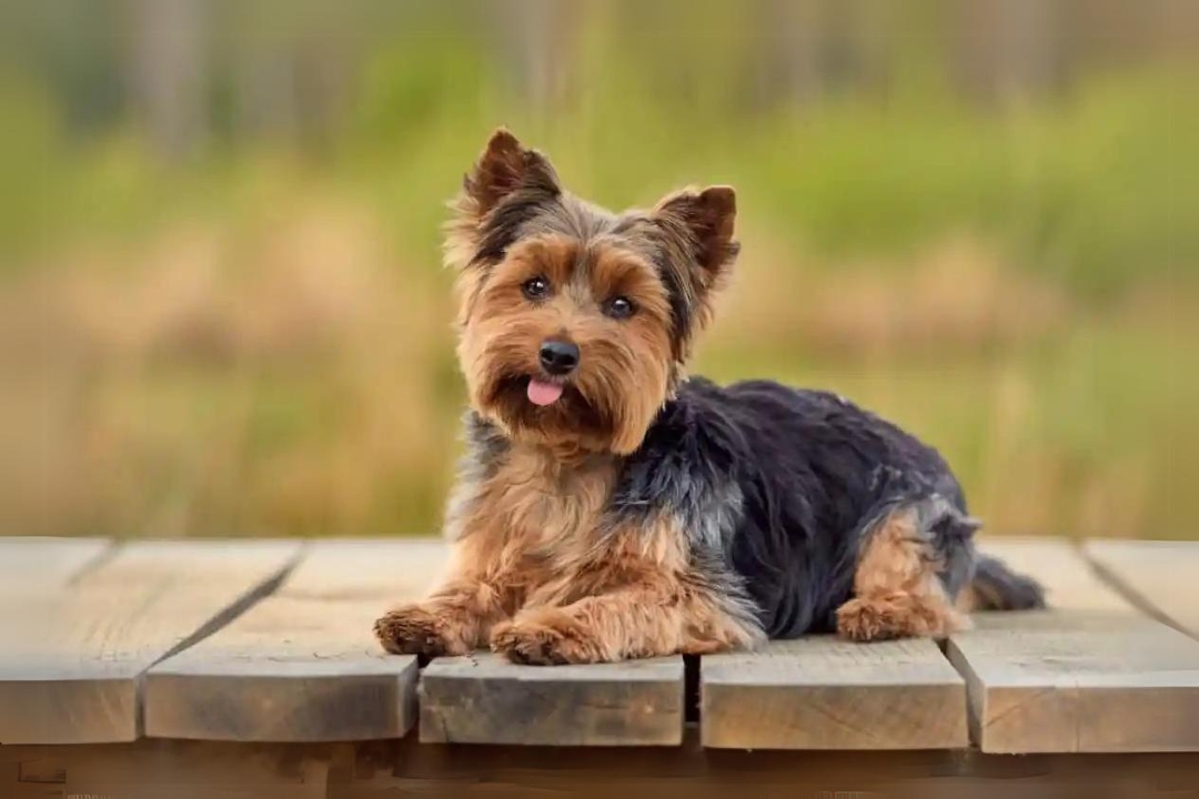 7 Unbelievable Yorkshire Terriers' Traits That Make them Unique