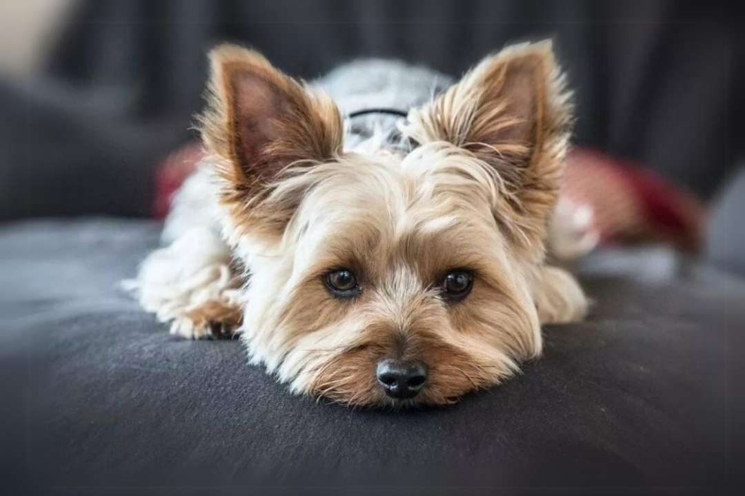 7 Unbelievable Yorkshire Terriers' Traits That Make them Unique