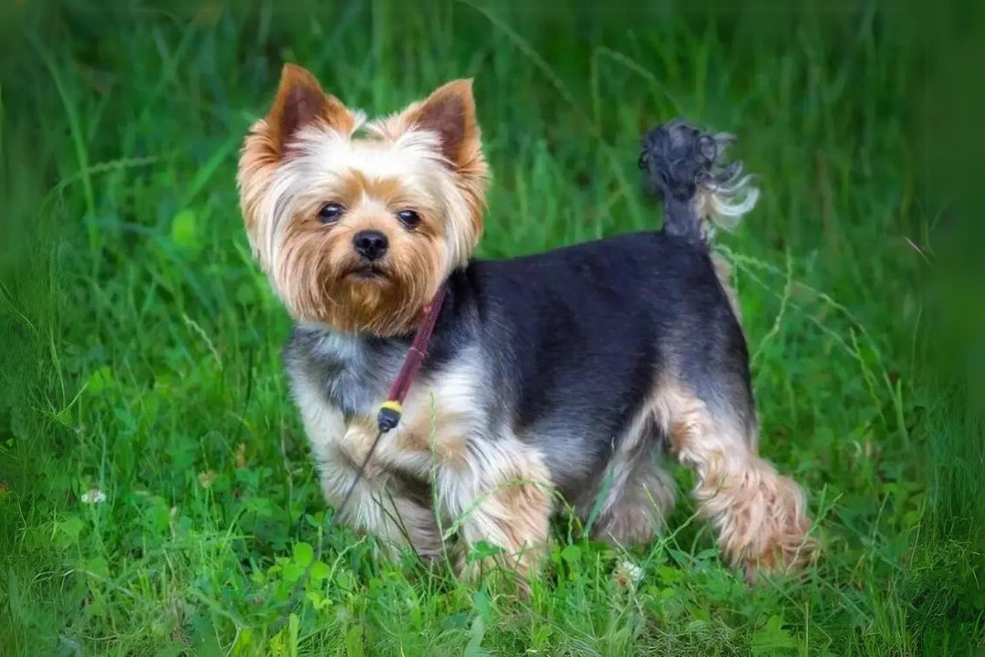 7 Unbelievable Yorkshire Terriers' Traits That Make them Unique