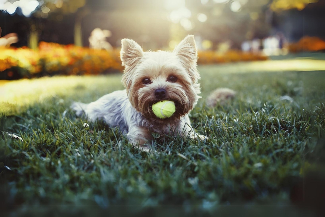 7 Unbelievable Yorkshire Terriers' Traits That Make them Unique