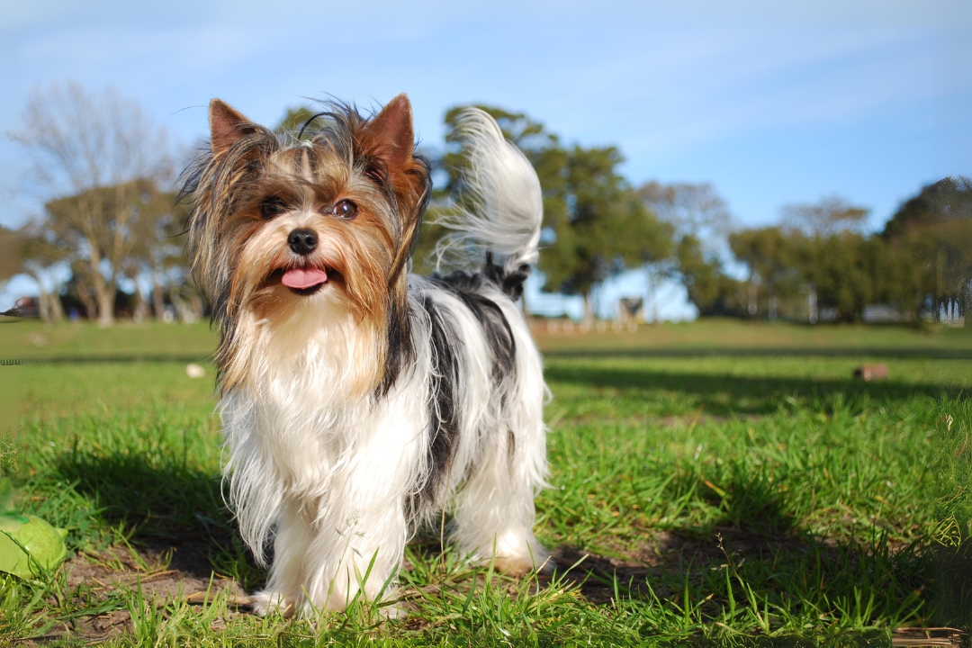 7 Unbelievable Yorkshire Terriers' Traits That Make them Unique