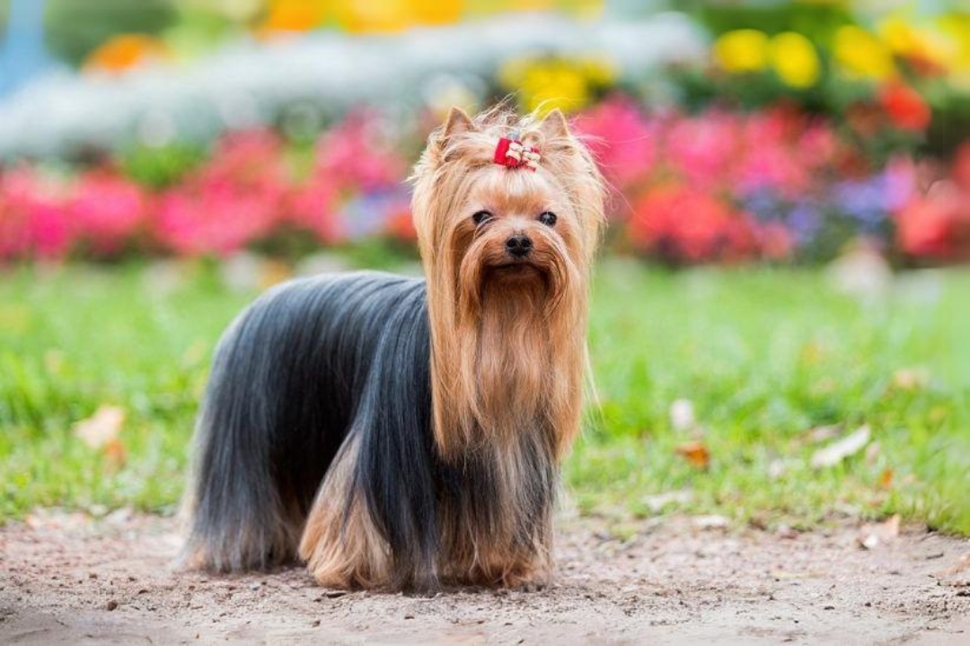 7 Unbelievable Yorkshire Terriers' Traits That Make them Unique