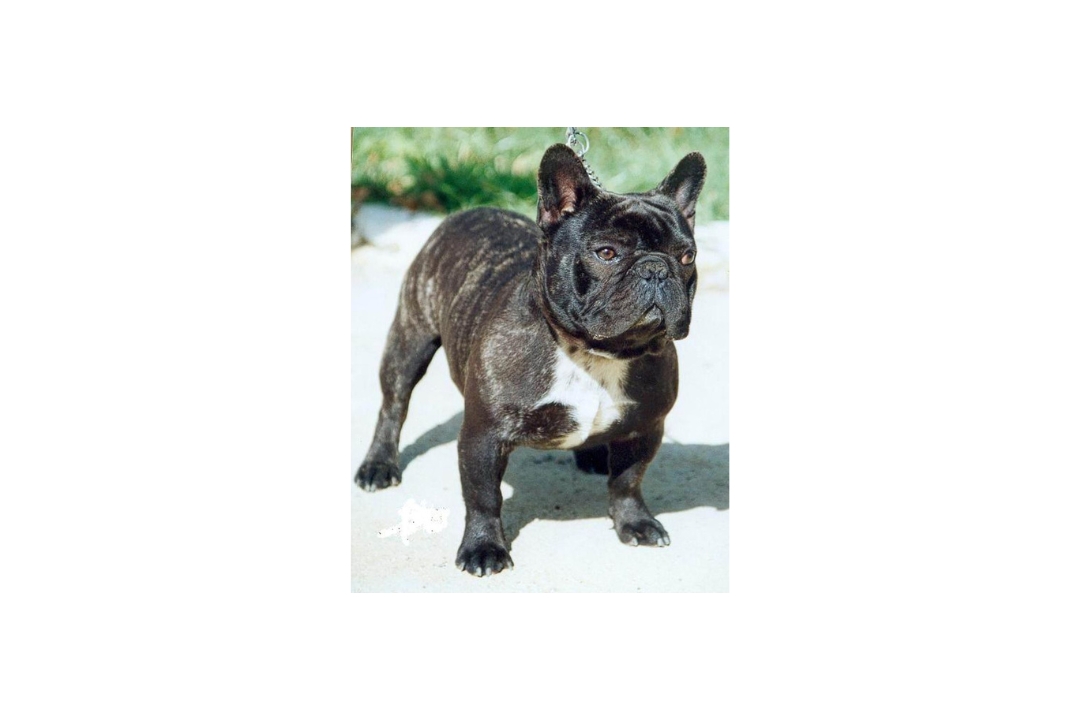 Fantastic 10 French Bulldog's life tips tricks and hacks