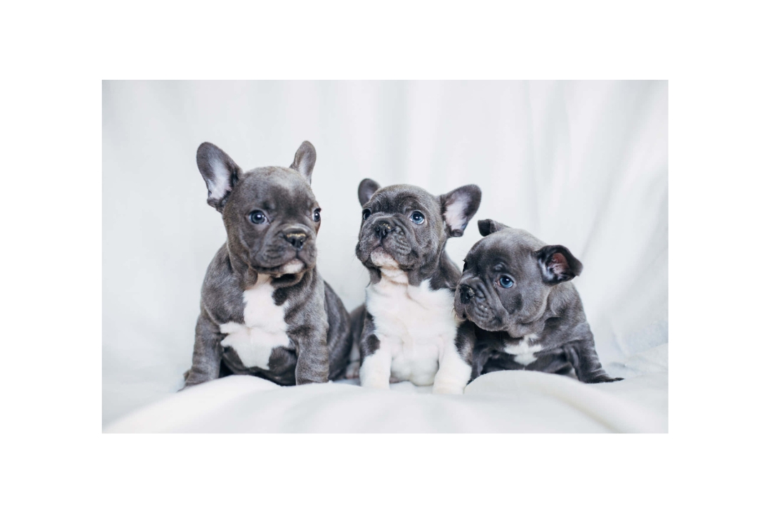 Fantastic 10 French Bulldog's life tips tricks and hacks