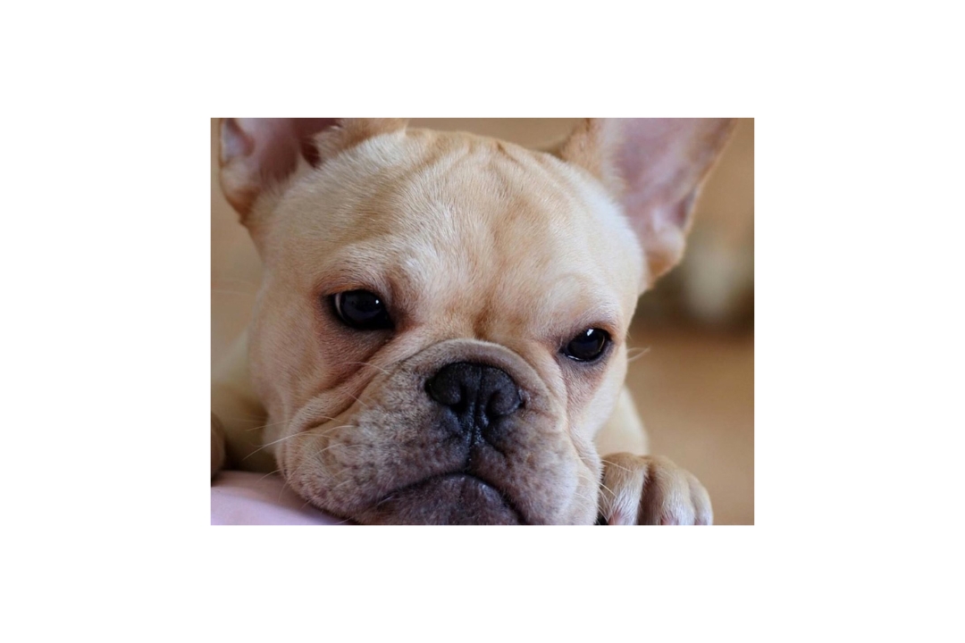 Fantastic 10 French Bulldog's life tips tricks and hacks