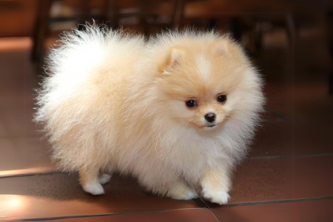 Top 6 Pomeranian's life Powerful Tips and tricks for Rising  Happy and Healthy