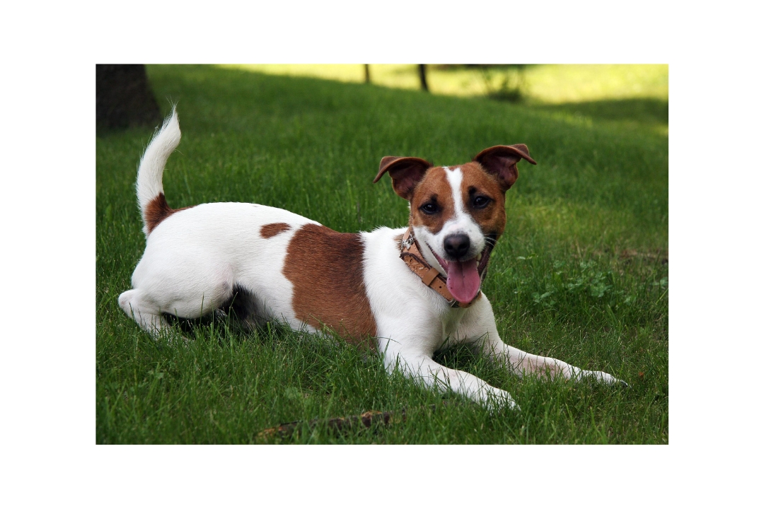 Top 10 the Jack Russell Terrier's Astonishing Realities