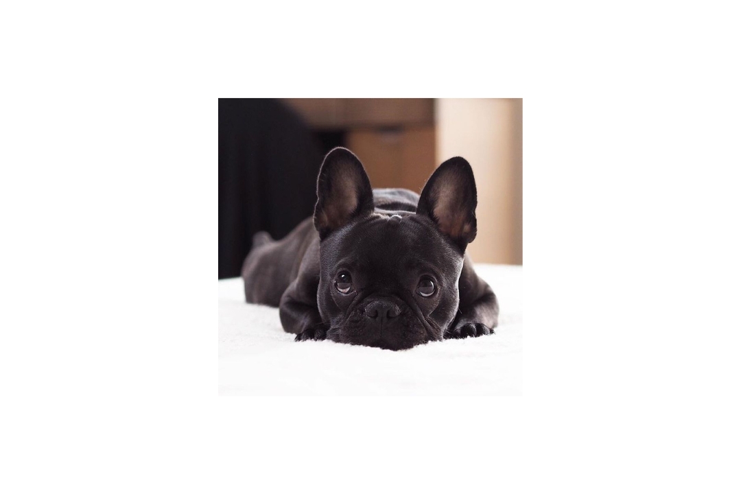 Fantastic 10 French Bulldog's life tips tricks and hacks