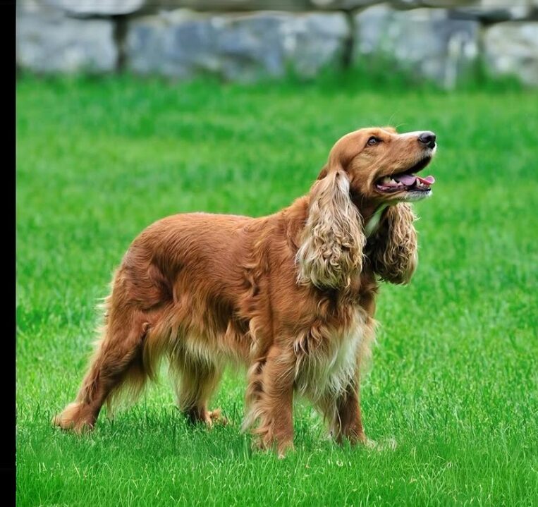 Top 10 English Cocker Spaniel's life tips and tricks as a pet