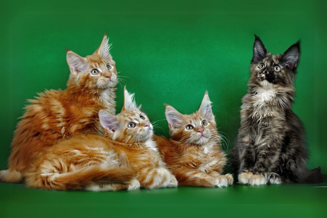 Top 10 Maine Coon's interesting secrets to know