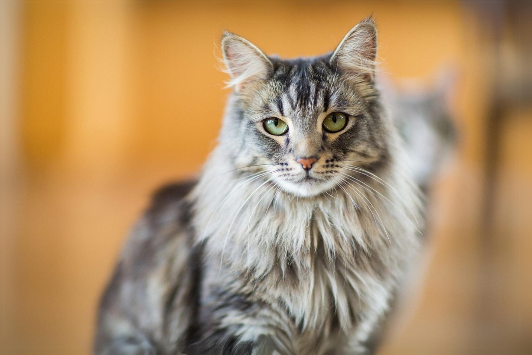 Top 10 Maine Coon's interesting secrets to know