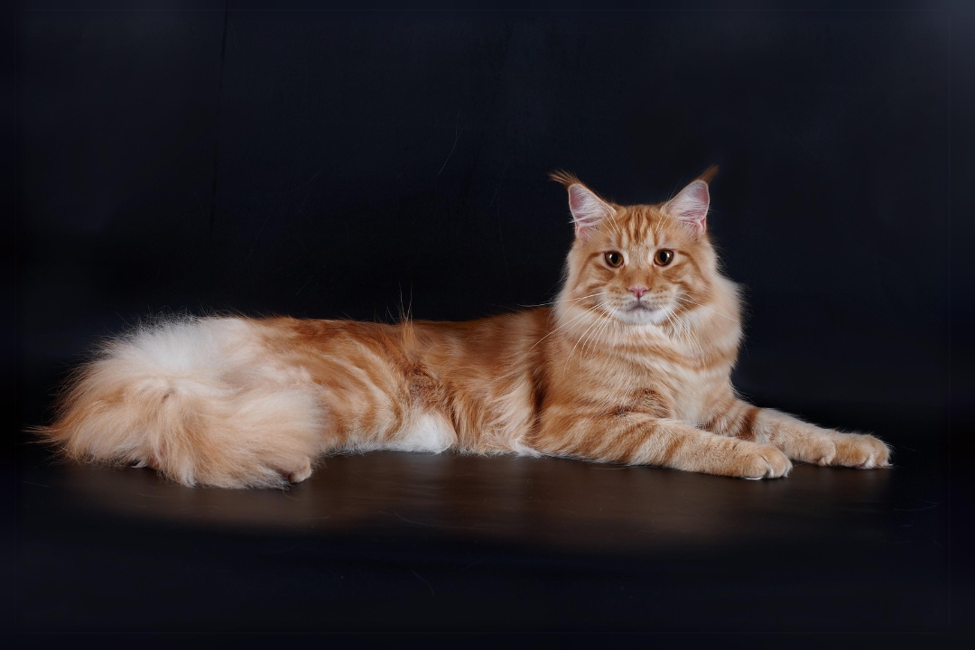 Top 10 Maine Coon's interesting secrets to know