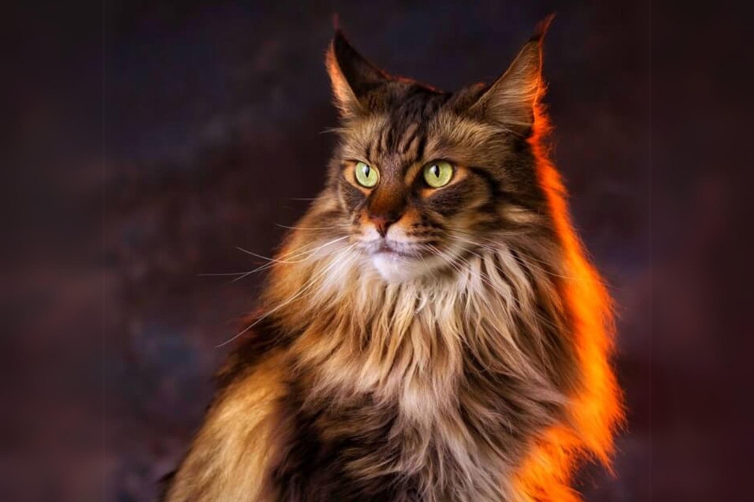 Top 10 Maine Coon's interesting secrets to know