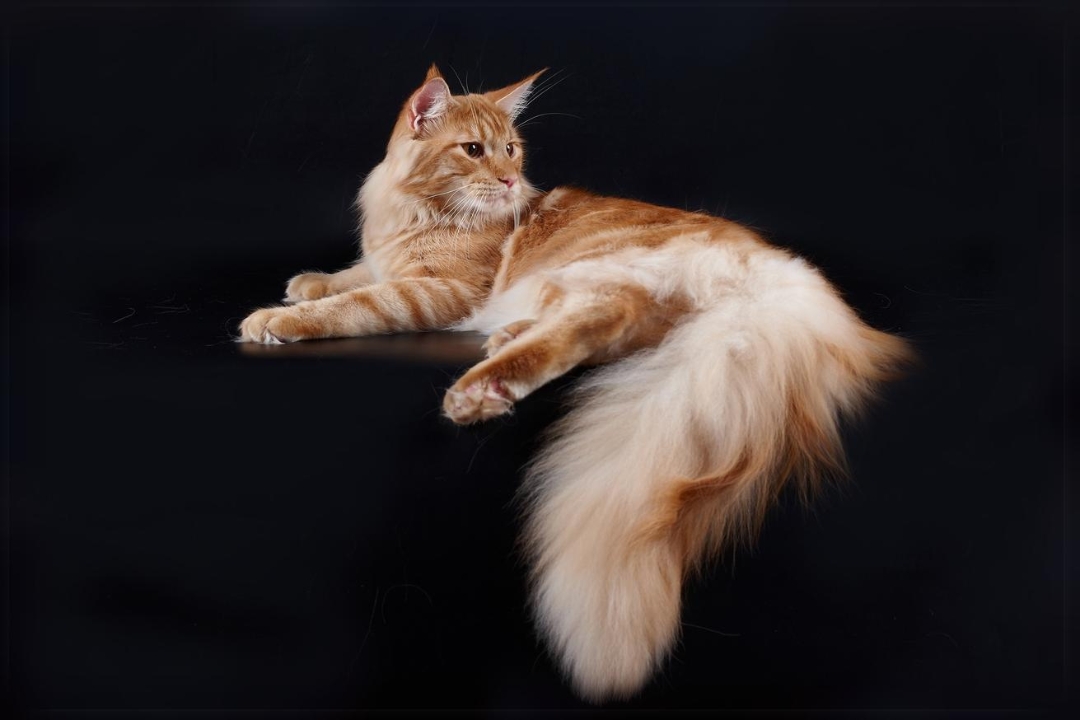 Top 10 Maine Coon's interesting secrets to know