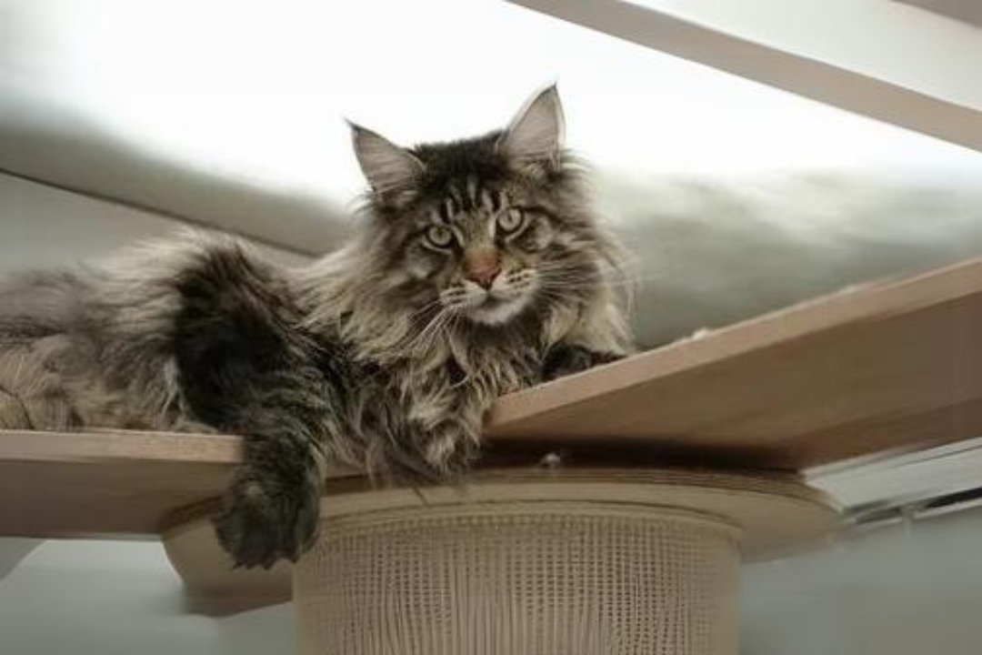 Top 10 Maine Coon's interesting secrets to know