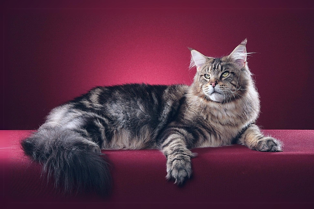 Top 10 Maine Coon's interesting secrets to know