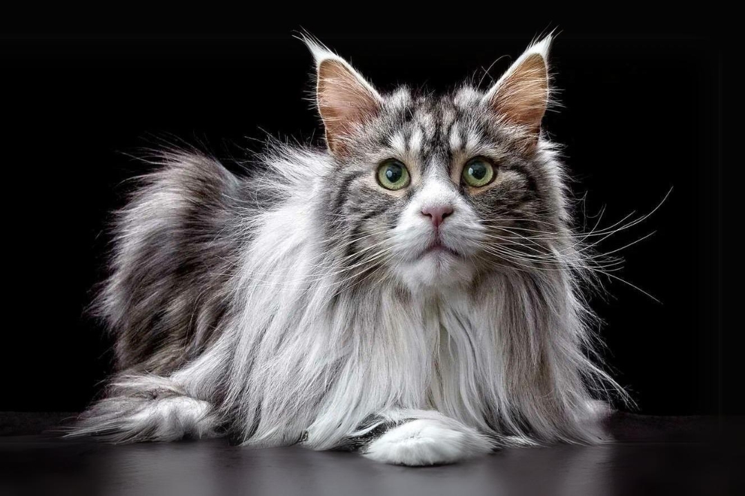 Top 10 Maine Coon's interesting secrets to know