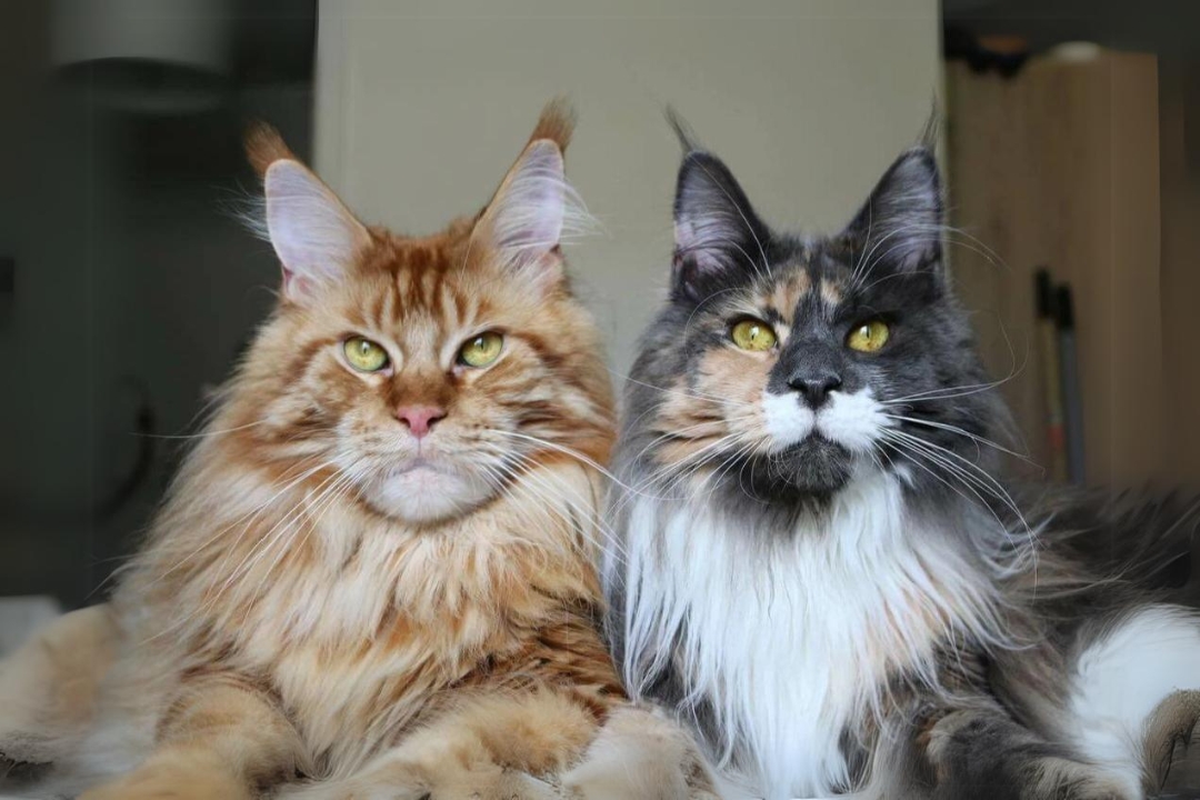 Top 10 Maine Coon's interesting secrets to know